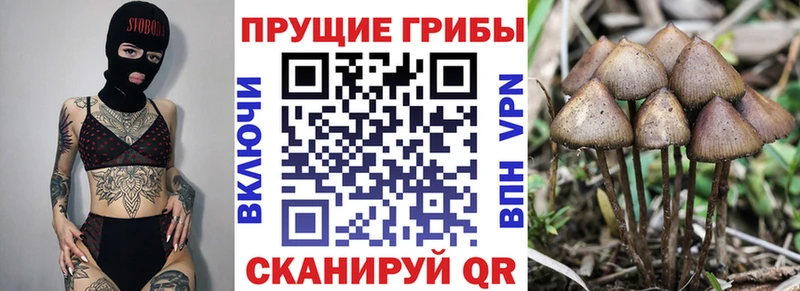 MEGA зеркало  Кодинск  Псилоцибиновые грибы Psilocybe  цены наркотик 